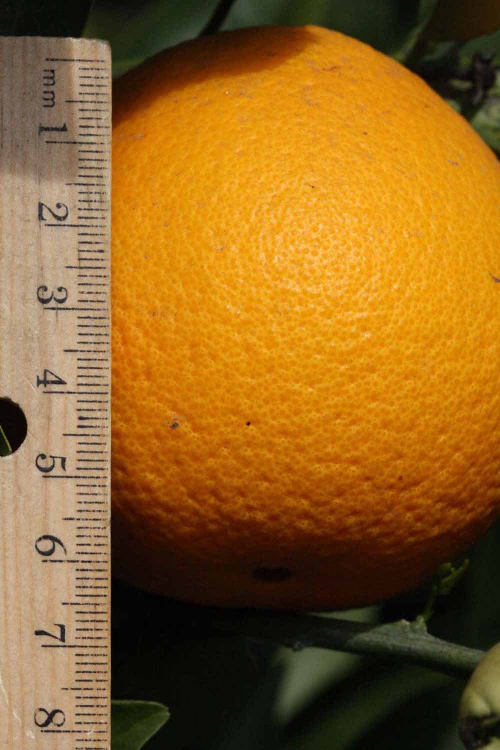              Fruit (Frost Navel, Riverside, CA)       